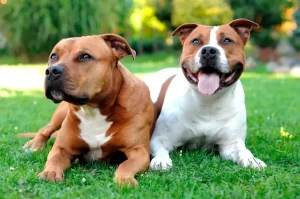American Staffordshire Terrier