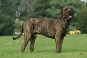 Fila-brasileiro