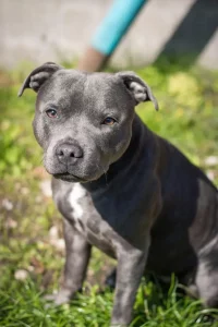 Staffordshire Bull Terrier