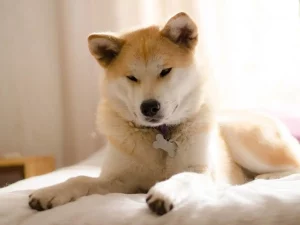 Akita inu