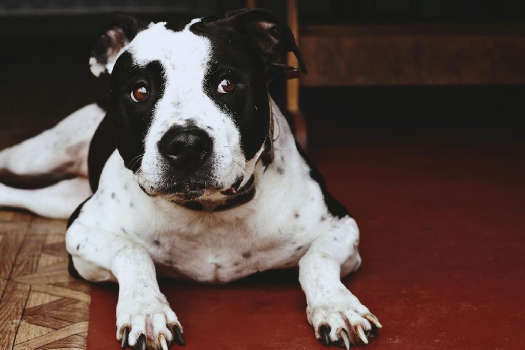 american-staffordshire