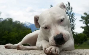 dogo-argentino