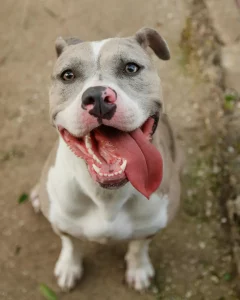Pitt Bull Terrier