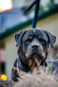 Rottweiler